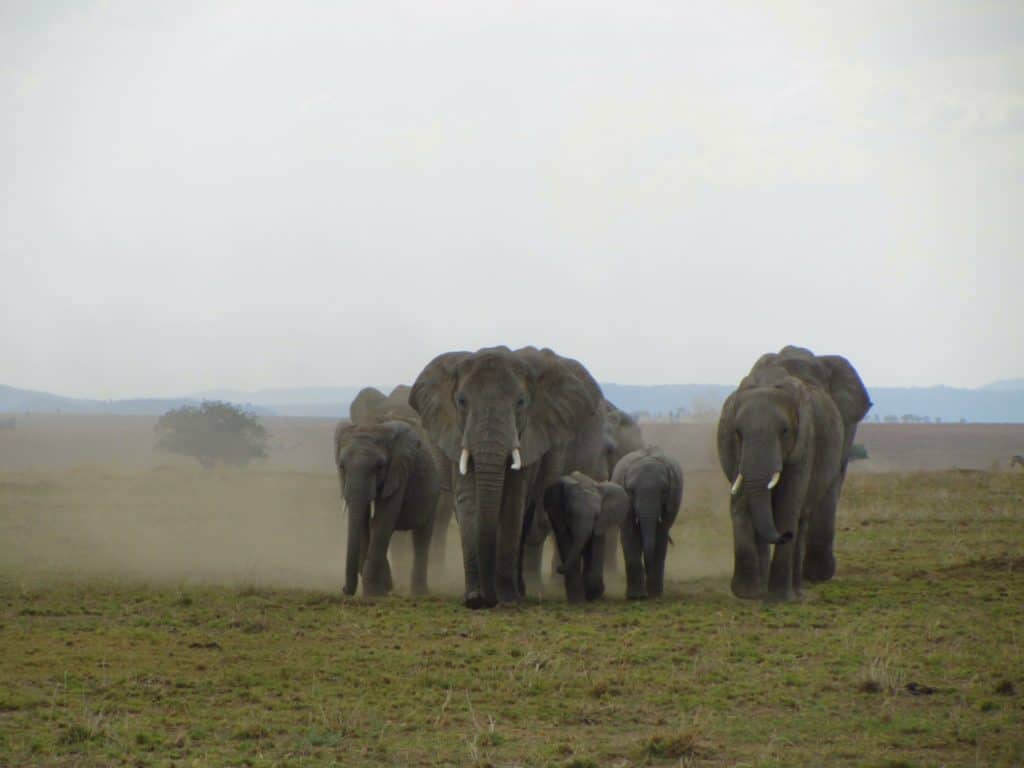 עדר פילים - טיול ספארי בטנזניה