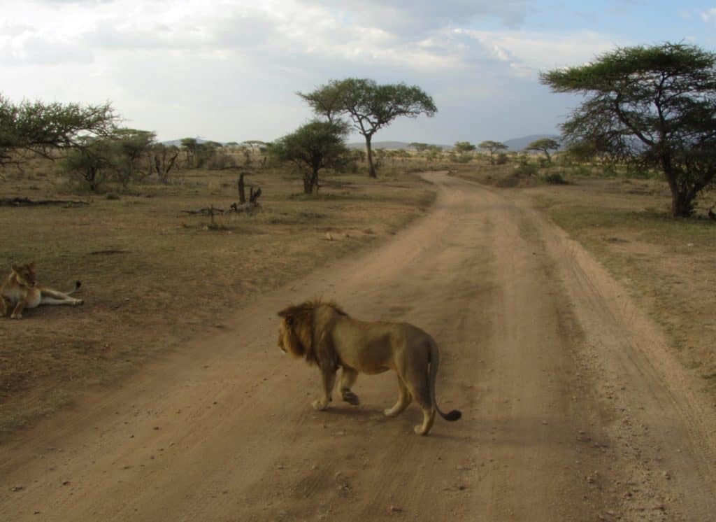 טיול ספארי בטנזניה - אריה חוצה כביש