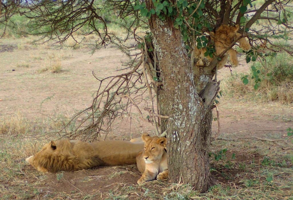 אריות - טיול ספארי בטנזניה