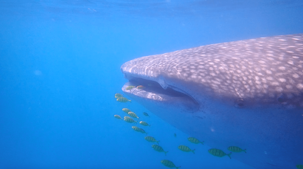 כריש לוויתן - האי מאפיה