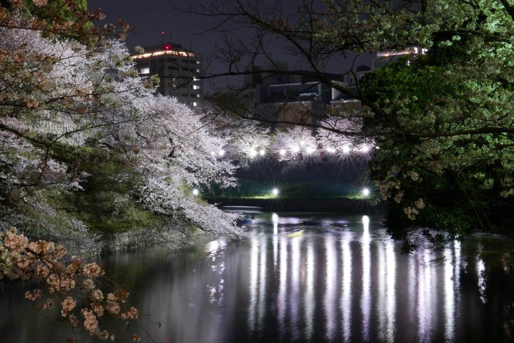 פריחת הדובדבן בלילה בטוקיו