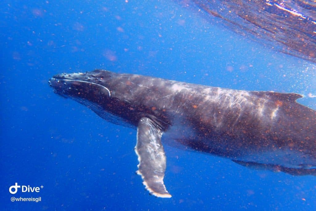 גור של לוויתן גדול הסנפיר