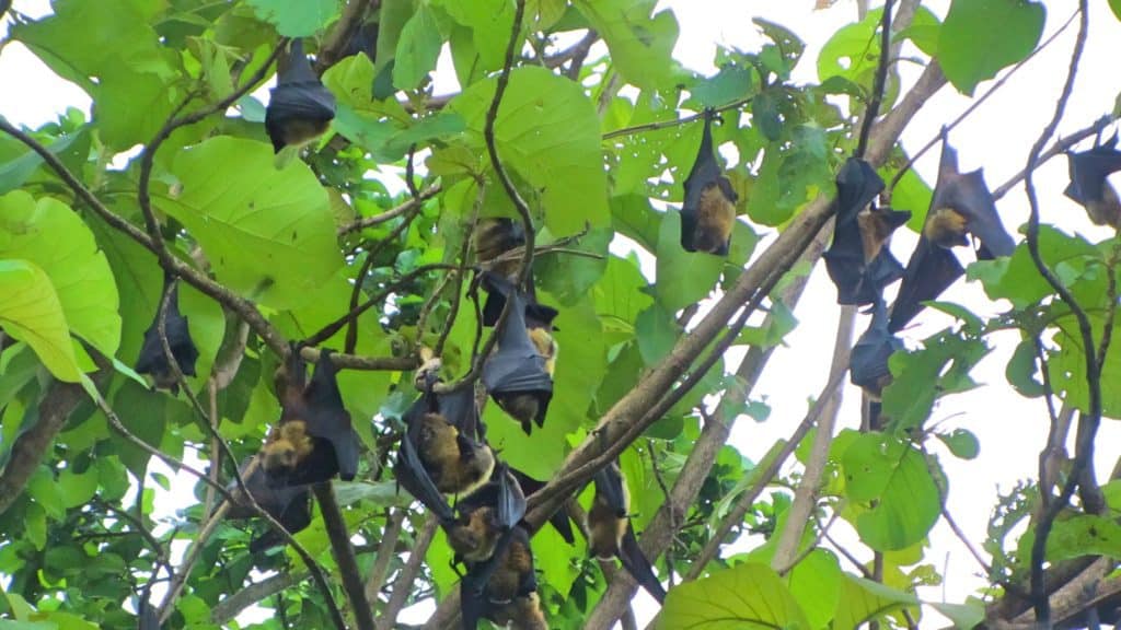 עטלפי פירות באי מאפיה