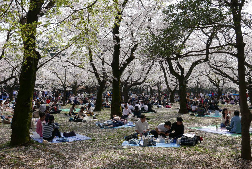 פארק יויוגי בטוקיו פריחת הדובדבן