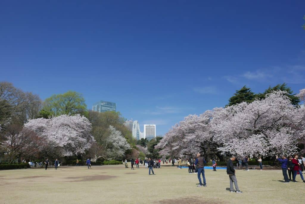 פארק שינג׳וקו בטוקיו