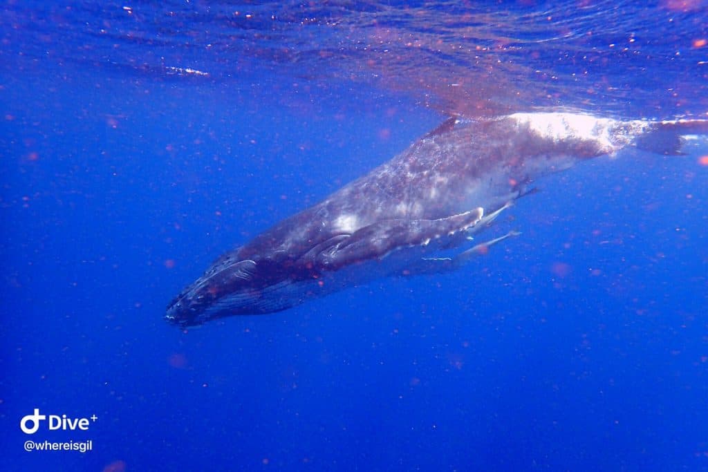 שחייה עם לוויתן גדול הסנפיר בטונגה
